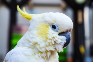 Air Purifier for Pets - Pet Odor Eliminator - white cockatoo