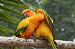 Air Purifier for Pets - Pet Odor Eliminator - orange parrot