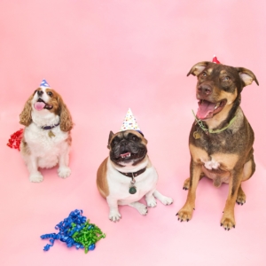 Air Purifier for Pets - Pet Odor Eliminator - pup party