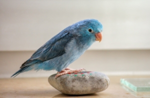 Air Purifier for Pets - Pet Odor Eliminator - blue parakeet