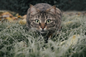 Air Purifier for Pets - Pet Odor Eliminator - cat hunt