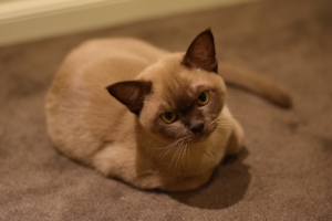 Air Purifier for Pets - Pet Odor Eliminator - persian cat