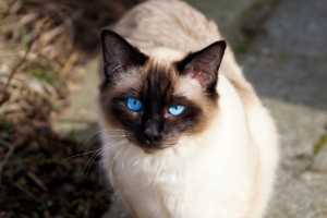 Air Purifier for Pets - Pet Odor Eliminator - blue eyed cat