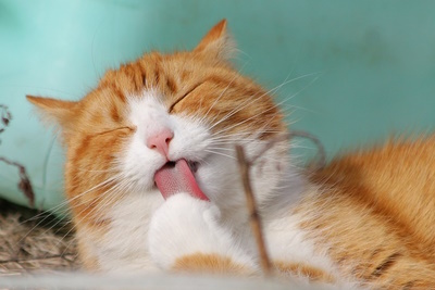 pet air purifier - critterzone - cat