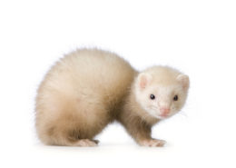 Air Purifier for Pets - Pet Odor Eliminator - white ferret