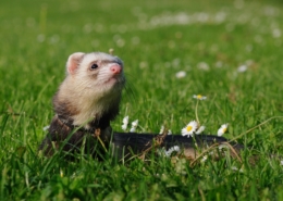 Air Purifier for Pets - Pet Odor Eliminator - ferret in grass
