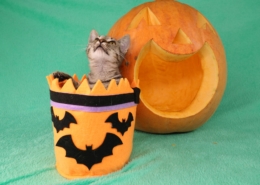 Air Purifier for Pets - Pet Odor Eliminator - pumpkin kitty