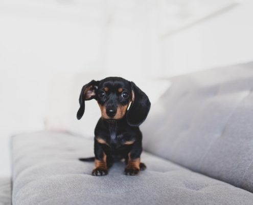Air Purifier for Pets - Pet Odor Eliminator - dog training