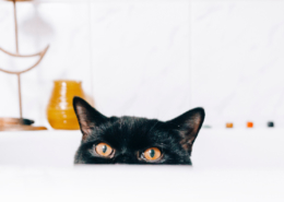 Air Purifier for Pets - Pet Odor Eliminator - peeking cat