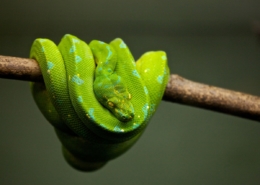 Air Purifier for Pets - Pet Odor Eliminator - Python