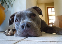 Air Purifier for Pets - Pet Odor Eliminator - pitbull