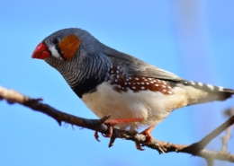 Air Purifier for Pets - Pet Odor Eliminator - adult finch