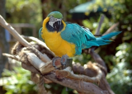 Air Purifier for Pets - Pet Odor Eliminator - yellow macaw