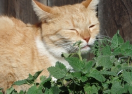 Air Purifier for Pets - Pet Odor Eliminator - catnip