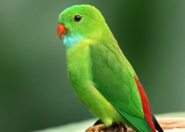 Air Purifier for Pets - Pet Odor Eliminator - parakeet