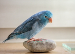 Air Purifier for Pets - Pet Odor Eliminator - blue parrotlet