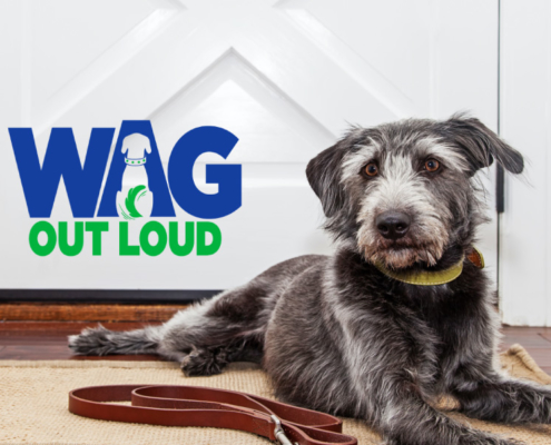 Air Purifier for Pets - Pet Odor Eliminator - Wag Out Loud