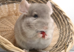 Air Purifier for Pets - Pet Odor Eliminator - chinchilla nut