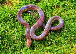 Air Purifier for Pets - Pet Odor Eliminator - sunbeam snake