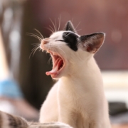 Air Purifier for Pets - Pet Odor Eliminator - kitten yawn