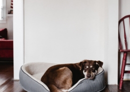 Air Purifier for Pets - Pet Odor Eliminator - dog bed