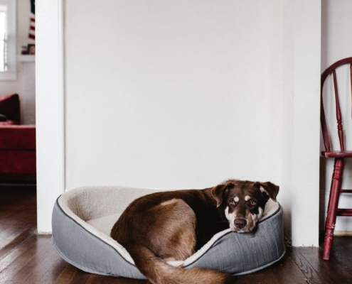 Air Purifier for Pets - Pet Odor Eliminator - dog bed