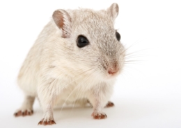 Air Purifier for Pets - Pet Odor Eliminator - grey gerbil