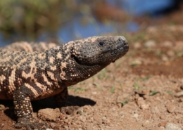 Air Purifier for Pets - Pet Odor Eliminator - Gila Monster