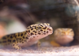 Air Purifier for Pets - Pet Odor Eliminator - Leopard Gecko