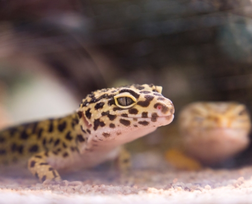 Air Purifier for Pets - Pet Odor Eliminator - Leopard Gecko