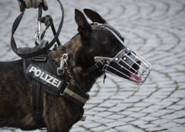 Air Purifier for Pets - Pet Odor Eliminator - police dog