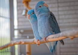 Air Purifier for Pets - Pet Odor Eliminator - two blue birds