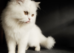 Pet Air Purifier & Odor Eliminator - CritterZone - Cat Toys