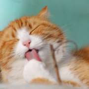 Air Purifier for Pets - Pet Odor Eliminator - orange cat