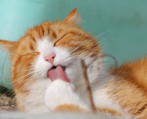 Air Purifier for Pets - Pet Odor Eliminator - orange cat