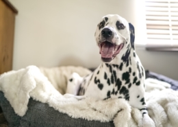 Air Purifier for Pets - Pet Odor Eliminator - dalmatian