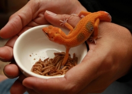 Air Purifier for Pets - Pet Odor Eliminator - orange lizard