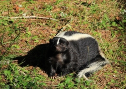 Air Purifier for Pets - Pet Odor Eliminator - Skunk