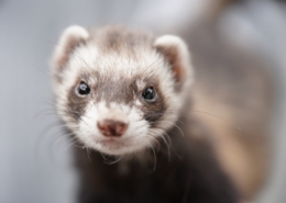 Air Purifier for Pets - Pet Odor Eliminator - Ferret