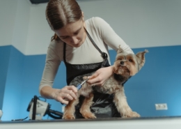 Pet Odor Eliminator - CritterZone - Dog Allergies