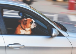 Air Purifier for Pets - Pet Odor Eliminator - riding shotgun