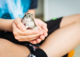 Air Purifier for Pets - Pet Odor Eliminator - baby hamster