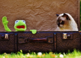 Air Purifier for Pets - CritterZone - Hollywood Cats