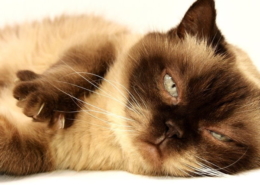 Air Purifier for Pets - CritterZone - Odd Cat Things