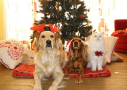 Air Purifier for Pets - CritterZone - Christmas Dogs