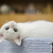 pet air purifier - critterzone - kitten laying