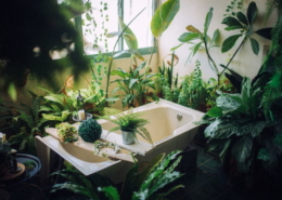 pet air purifier - critterzone - plants