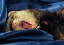 pet air purifier - critterzone - ferrets