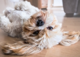 pet air purifier - critterzone - yorky