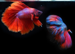 pet air purifier - critterzone - fish